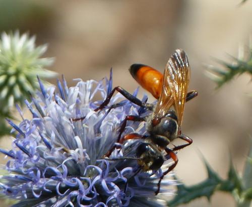 Sphex flavipennis